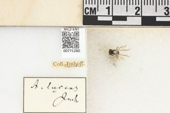 Media type: image;   Entomology 771280 Aspect: Labels